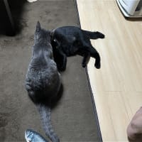 コショコショ話とエペエペｗ