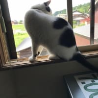 拾い梅