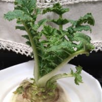 だいこん
