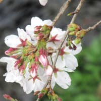 桜はこれからだが 春の花咲き出す（埼玉・所沢）