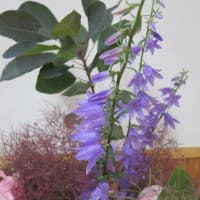 篠窪（しのくぼ）の隣町 秦野市西公民館「花といっしょに」の皆さんが６月の花を生ける(2025/06/03～06/10）