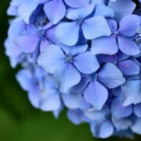 蒼い花玉。