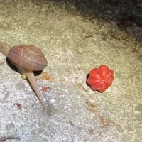 夜中のカタツムリは闊達〜！
