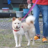 桜始めて開く（さくらはじめてひらく）