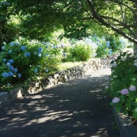志摩市「大慈寺のあじさい」を見てきました～(^^) 2025