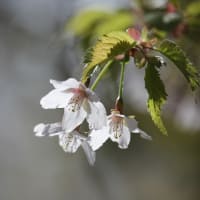山桜の春、花の山