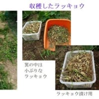 冬越し野菜の収穫をほぼ終了　－2025.6上－
