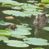 とんでもない事に。ヒナ１０羽死んだ。池には猫の死体。