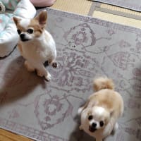お煎茶の客に招待されました