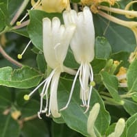 忍冬（すいかずら）の花