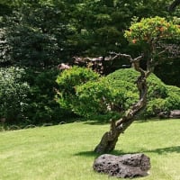 ＃162 -’25.　小石川後楽園で花菖蒲を楽しむ（小石川後楽園遍）
