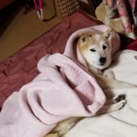 クリンへの想いは尽きなくて・・・290