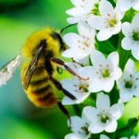 自然教育園日記　その312  中判カメラで虫を撮る