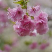 2025 桜