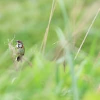 秋吉台に生きるもの