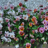 散歩道　色々のバラの花たちの花　　　38