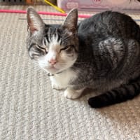 とうまん