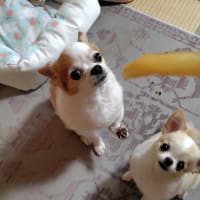 お煎茶の客に招待されました
