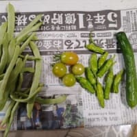 カサブランカが咲きました～～！！