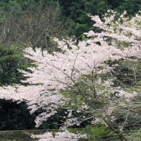 桜 （令和6年、古賀市）