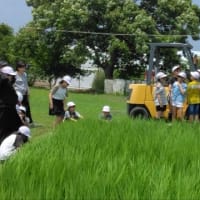 学校水田にも流し込み追肥