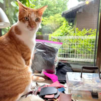 ６月１１日　ご機嫌ココナツ♪