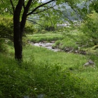 草地に咲く花