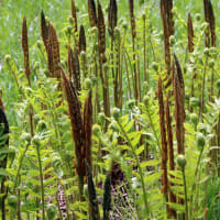 上高地　梓川右岸で出会った植物　３