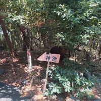 大瀬神社 in 南海トラフ地震