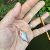 ホームでタナゴ釣り