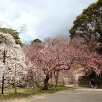 開花、五分咲き、満開！？～舞鶴公園さくらリポート