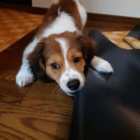 初めての動物病院