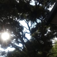 出雲大社 分詞 千葉総国購社 @ 若葉区東寺山
