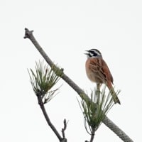 04/26探鳥記録写真：はまゆう公園の鳥たち（ウグイス、ホオジロ、カワラヒワ、）
