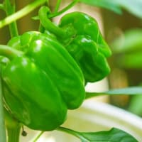 ささやかな三つの愉しみ夏野菜