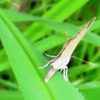 霞ヶ丘公園・続き