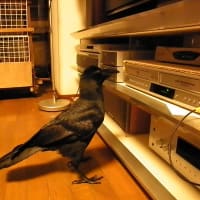 カラスと同居しています