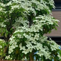 朝顔が登る～登る～♬♪