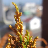 ２年ぶりのフユノハナワラビ（冬の花蕨）、２０２０。＝千葉市要保護生物指定種 ～ 千葉市緑区