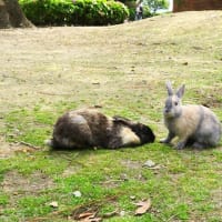 半分ちゃんとその子ども達？