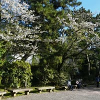 サクラ咲く春の三溪園　横浜　2024