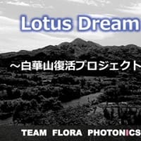 Lotus Dream