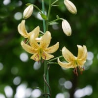 ユリの季節到来♪