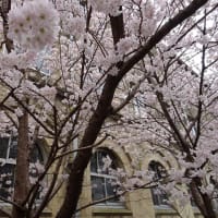 2022年・旧成徳中学校の早咲き桜