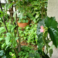 庭で花を楽しむゴールデンウィーク つるバラ ブルームーン咲く