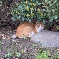 チャーの石