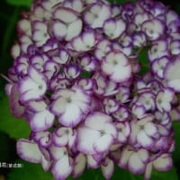 「私の四季」紫陽花の季節
