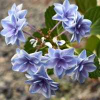 真昼に咲く蒼い星花。