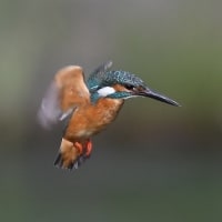 於大公園 ： 野鳥 ・ 翡翠 ・ カワセミ・・・フリー素材ブログ　カワセミ