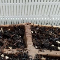 ビワ続報⑤
